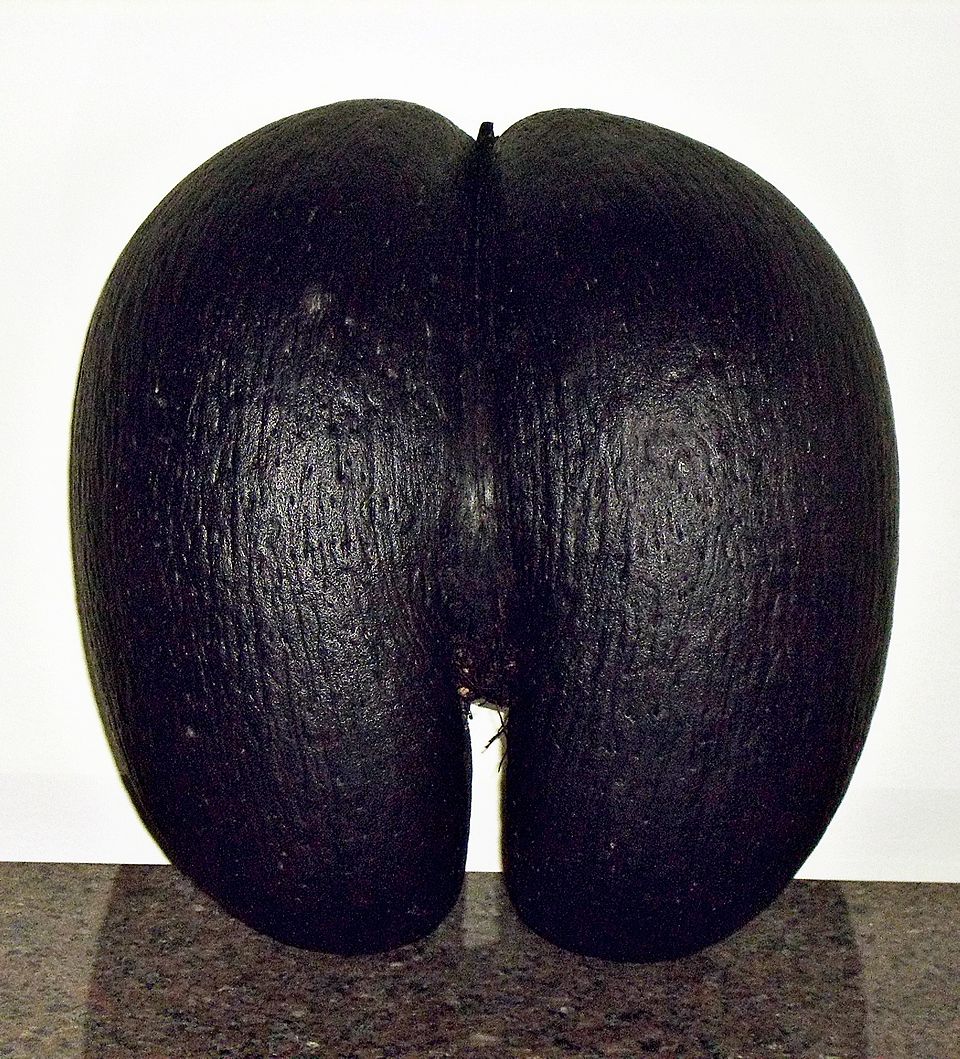 The biggest seed in the world belongs to double coconut tree